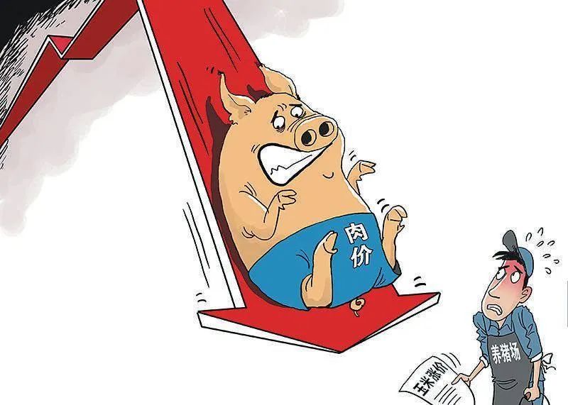 中國養(yǎng)豬網